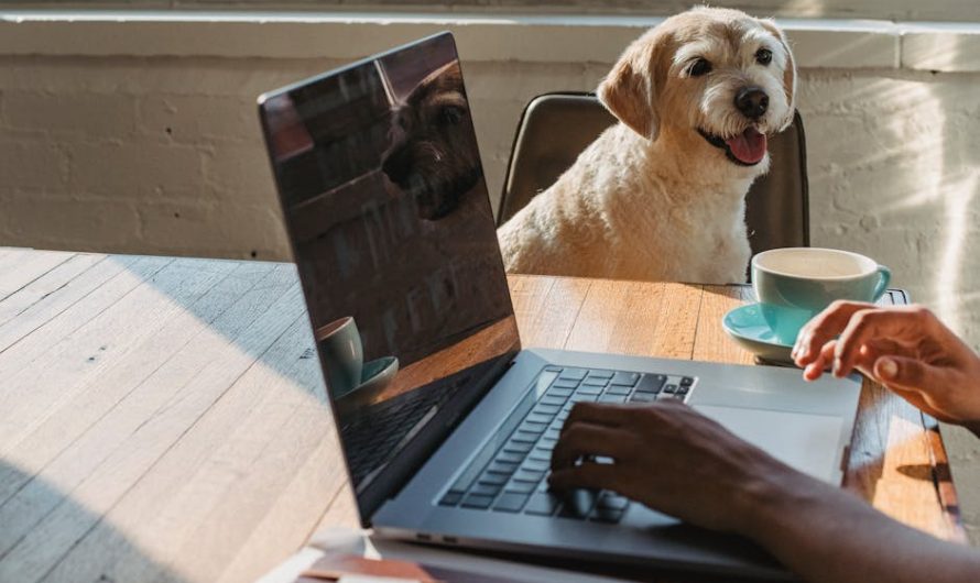 Установка Deepseek на Windows и генерация изображений без регистрации